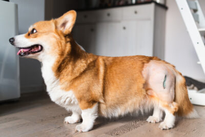 A dog lying down looking sad, appearing weak or lethargic, possibly suffering from hip dysplasia or discomfort.