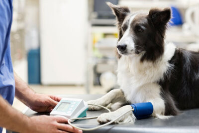 A black-and-white dog lies calmly on a veterinary exam table while a veterinarian measures its blood pressure using a cuff on the dog’s front leg.