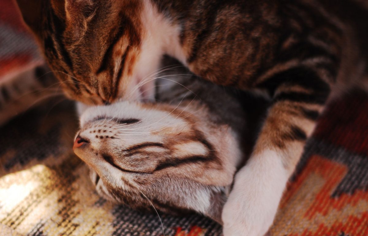Love making cats close-up