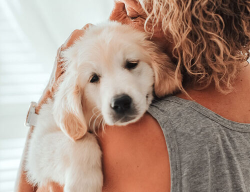 Behavioral Health: Managing Separation Anxiety in Pets