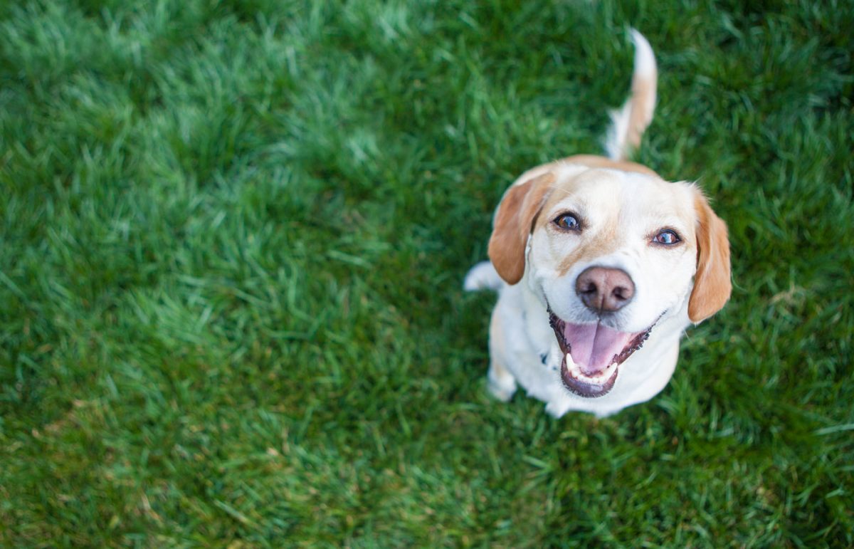 Dog playing outside smiles
